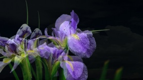 清新兰花花艺设计flash动画